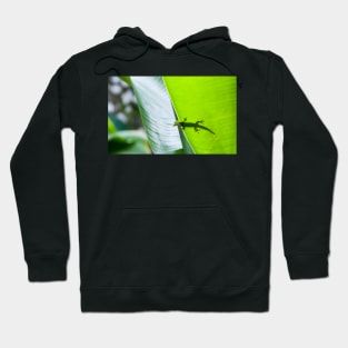 Small green gecko poking head over edge of tropical leaf with body silhouetted through leaf. Hoodie